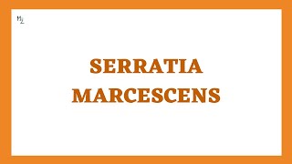 Serratia marcescens its Characteristics Pathogenesis Clinical Findings and More [upl. by Helbonia]