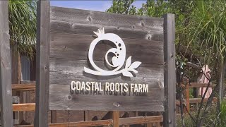 Jewish agricultural traditions inspire Coastal Roots Farms mission [upl. by Gilchrist]