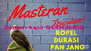 Masteran Burung Trucukan Ropel Panjang  Masteran Trucukan Ropel Panjang [upl. by Adabel]