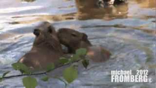 Capybara Babies Swimming  Michael Fromberg [upl. by Lah]