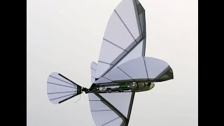 RC Ornithopter CHIMERA [upl. by Hameean]