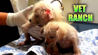 Emergency Rescue for Neglected Puppies [upl. by Camila]