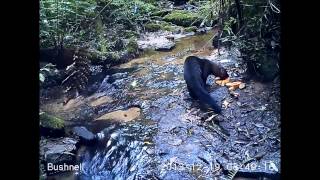 Registro de animais encontrados na Reserva Mata do Uru [upl. by Ainej40]