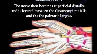 Anatomy Of The Median Nerve  Everything You Need To Know  Dr Nabil Ebraheim [upl. by Ripleigh]