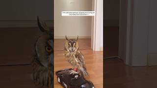 This girl rescued an injured owl lying on the road and adopted it animalshorts shortvideo [upl. by Olivie]