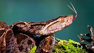 Fer de Lance snake Bothrops Asper [upl. by Ert74]