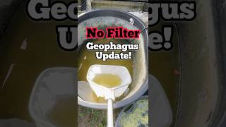 Update No Filter Geophagus Cichlid Keeping nature fishkeeping allnatural [upl. by Rehc826]