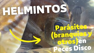 HELMINTOS🪱 Parásitos de branquias y más en Peces Disco  TRATAMIENTO💊 con Praziquantel discus [upl. by Akirehs61]