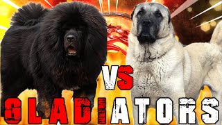 Tibetan Mastiff vs Kangal  Kangal vs Tibetan Mastiff  Powerful Guard Dog  Billa Boyka [upl. by Asoj]