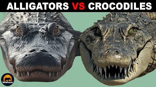 What Is the Difference Between Alligators and Crocodiles [upl. by Kristine]