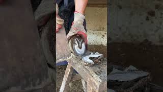 Fascinating donkey hoof trimming video丨ASMR丨Donkey hoof cutting sound [upl. by Cecelia]