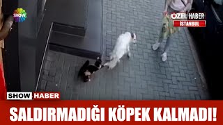 Saldırmadığı köpek kalmadı [upl. by Danais732]