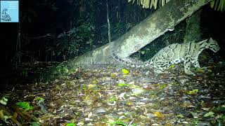 Mainland clouded leopard [upl. by Nyrhtac]