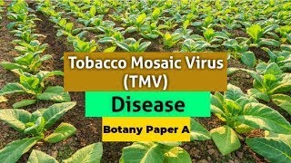 Tobacco Mosaic Virus TMV Disease  Botany Paper A  TMV  BotanyA GreenLearningwithHIRA [upl. by Ellinger]