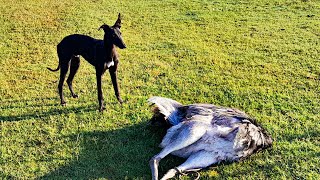 GALGOS vs AVESTRUZ 2023🐕  Galgos corriendo avestruz stud la milonga [upl. by Gnot]