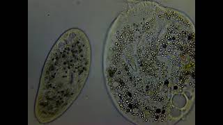 Spirotrich  Paramecium interaction [upl. by Muraida]