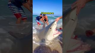 CETTE HOMME À SAUVÉ LA VIE DUN REQUIN ÉCHOUÉ SUR LA PLAGE ❤️ shorts short [upl. by Toddy854]