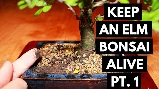 Chinese Elm Bonsai Care Assess and Location Part 1 [upl. by Comras]