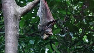 Colugo With Baby in Rainforest  Bukit Timah Nature Reserve Singapore [upl. by Phillada]