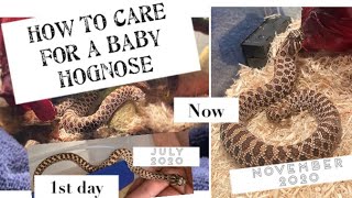 Baby Western Hognose Snake Care Guide Set Up [upl. by Yrojram]