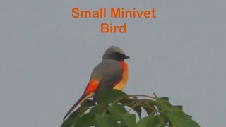 Small minivet Pericrocotus cinnamomeus [upl. by Sedgewinn]