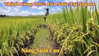 Linh Philip  Khẳng Định 100 Thành Công Lúa Nước Của Việt Nam Tại Angola [upl. by Renruojos]