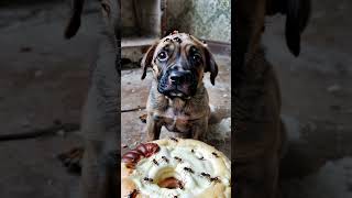 dog aivideo meow dogs viral video foryoupage❤️❤️ [upl. by Ellehcar922]