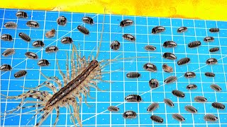 What Will Be If a House Centipede Saw 100 Woodlice At Once [upl. by Arotal104]