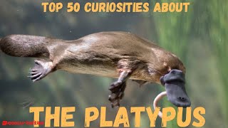 Top 50 Curiosities about the Platypus [upl. by Ahsets927]