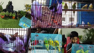 secunderabad Wholesale fish Aquriam rabbitsBirds Marketsecunderabad wholesale Market🐤🐦🐬🦈🕊🐇🐇🌿🌴 [upl. by Elmira]