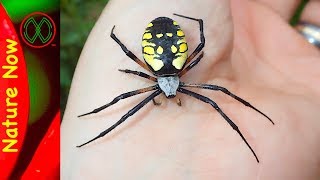 How Dangerous is a Black And Yellow Spider [upl. by Cirilo]