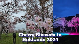 Cherry Blossom in Hokkaido Japan 2024 [upl. by Jadda451]