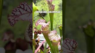 Sarracenia Leucophylla White topped pitcher plant carnivorousplant pitcherplant garden plants [upl. by Wolfson]