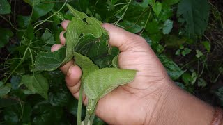 যে চর্ম রোগ ভালো হয় না সেই সমস্ত চর্মরোগ ও ভালোহবে। এই গাছের গুন দেখে আপনি অবাক হবেন। [upl. by Ezri]