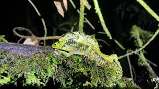 Bromeliad Arboreal Alligator Lizard Abronia taeniata mating [upl. by Eak]