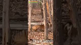 Two tigers fight for tigress in Tipeshwar Wildlife Sanctuary  Tiger Territorial Fight in Tipeshwar [upl. by Amitaf]