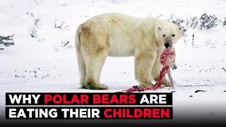 Shocking  Polar Bears Are Eating Their Own Children [upl. by Colton]