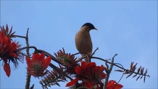 ERYTHRINA VARIEGATA INDIAN CORAL TREE ORNITHOPHILY2wlmp [upl. by Geier]