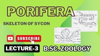 Spicules in Sycon  Monoaxon  Tetraxon  Notes Pdf in Description [upl. by Suoilenroc]