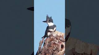 Belted Kingfisher Sound Video Short North American Nature Sounds [upl. by Darwin]