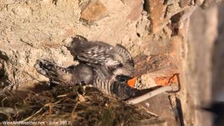 Black Redstart Phoenicurus ochruros feeding Common Cuckoo Cuculus canorus chick [upl. by Corin579]