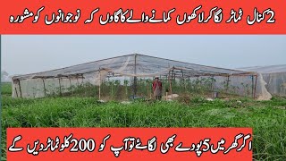 How to growing tomatoes farming at hometomatoe tunnel farming in Pakistantomato farming [upl. by Hanna367]