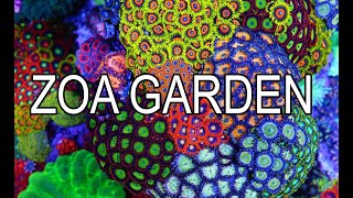 How To Build A Zoanthid Garden [upl. by Arodaeht]