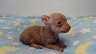 3 Week Old Chihuahua Puppy Howls and Growls [upl. by Taima]