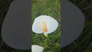 Peace lily in my garden shortfeed enjoyeverymoment flowersbloom garden victoria australia [upl. by Laurette]