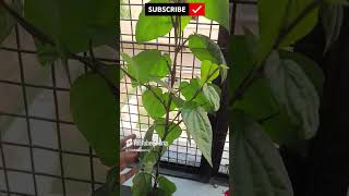 ☘️ Pan Plant Growing GuideshortsviralshortsTGMGardening Care Tips [upl. by Annai411]