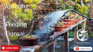 Watering and Feeding Bonsai [upl. by Hinkle]