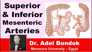 Superior and Inferior Mesenteric Arteries Dr Adel Bondok [upl. by Htebasyle184]