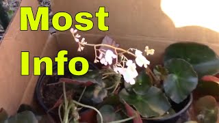 Begonia Beefsteak Detailed Growing Instructions Erythrophylla Flower House Plant USA James Plosko [upl. by Ahsek]