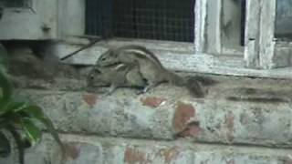 Mating Three stripped Palm Squirrel Funambulus palmarum [upl. by Rutter]